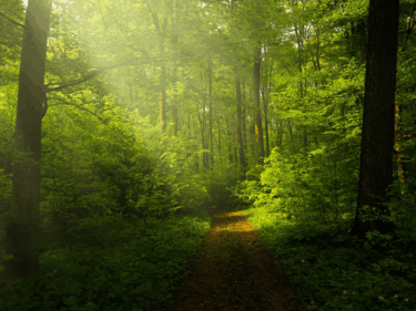 When Your Heart Grows Tired: Let Nature Hold You