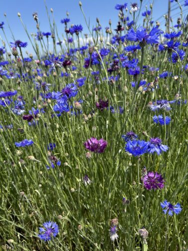 初夏の散歩道に咲くヤグルマギク｜雑草と呼ばれた「皇帝の花」の美しさ